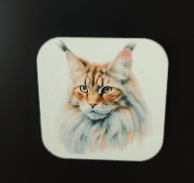 Magnet chat Maine Coon