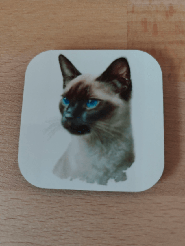 Magnet chat Siamois