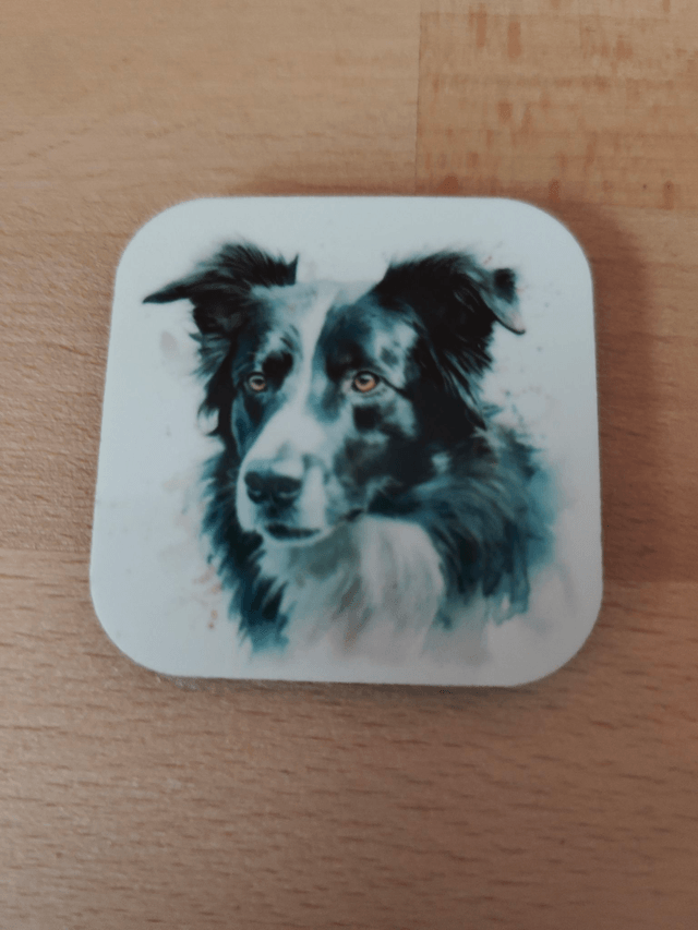 Magnet Border Collie