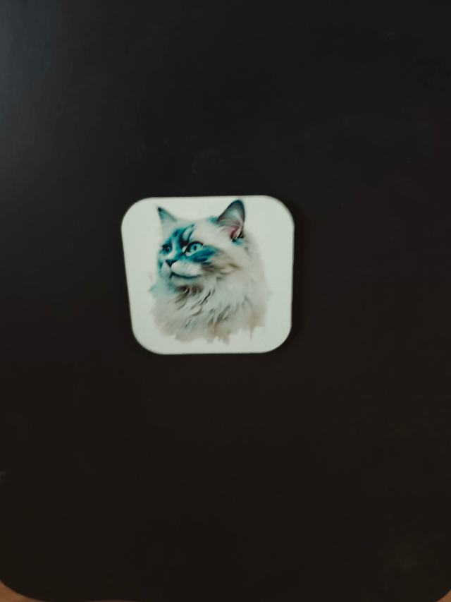 Magnet chat Ragdoll