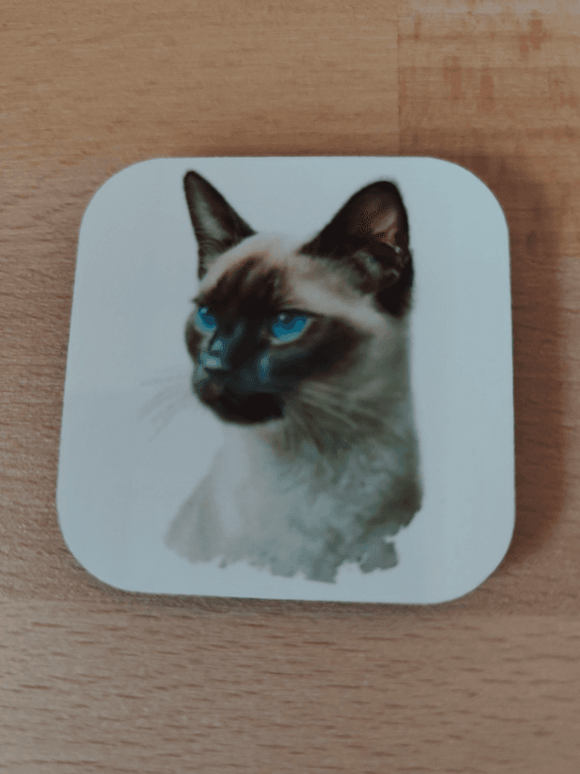 Magnet chat Siamois