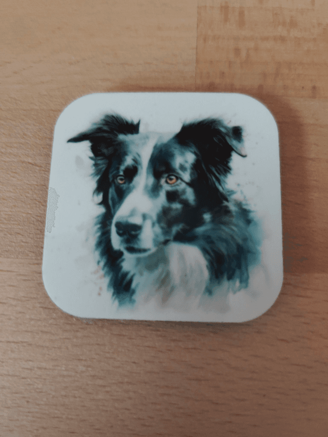 Magnet Border Collie